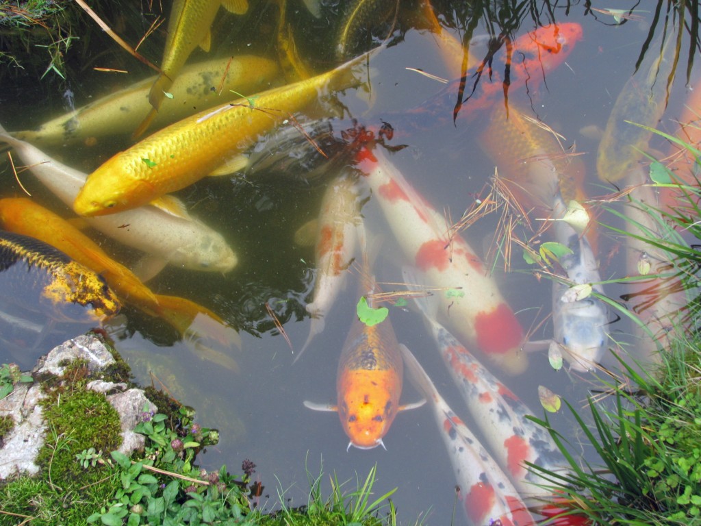 2013 09 12 SF Garden Gate Park Japanese Tea Garden  koi pond (1)